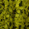trachelospermum-jaune-nudiflorum