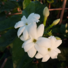 jasmin-fleur-blanche