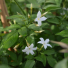 Jasmin blanc officinal – jasminum officinalis