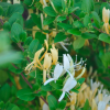 lonicera-halliana-japonica