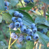 fruits-vaccinium-blue-crop