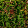 parthenocissus-henryana