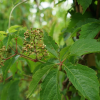Vigne vierge quinquefolia - parthenocissus