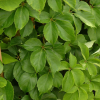 feuillage-vigne-quinquefolia