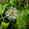 passiflora-edulis