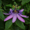 Passiflore violacea 'Amethyst' - passiflora