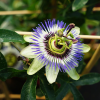 passiflora-bleue-caerulea