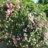 rosier-liane-florifere-de-banks