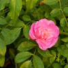 fleur-rose-rosea