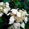 faux-hydrangeoides