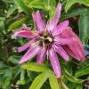 passiflora-rose-victoria