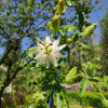 passiflora-constance-eliott