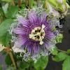 passiflora-violette-edulis
