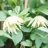 clematis-blanche-amber