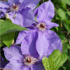 clematis-lord-nevill
