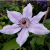 clematis-ete-nelly-moser