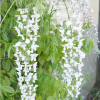 wisteria-snow-showers
