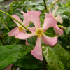 Jasmin étoilé rose  - trachelospermum asiaticum