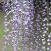 wisteria-macrobotrys