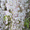 wisteria-rosea