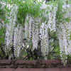 Glycine du Japon 'Alba' - wisteria floribunda