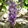wisteria-violacea-plena