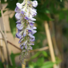 glycine-amerique-wisteria-magnifica
