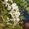 glycine-alba-wisteria