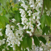 wisteria-venusta