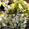 Glycine gracieuse - wisteria venusta