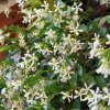 trachelospermum-blanc