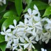 faux-trachelospermum-blanc