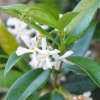 fleur-jasmin-etoile-blanc