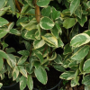 trachelo-étoilé-variegatum