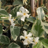 trachelospermum-fleur-blanche