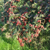 Rubus-geantes-des-jardins