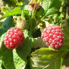 muroise-loganberry