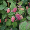 fruit-rubus-fruticosus-tayberry