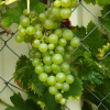 vinifera-chasselas-dore