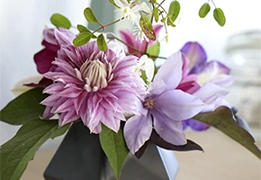 bouquet de clématites fleurs coupées