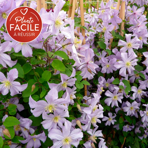 clematis-prince-charles