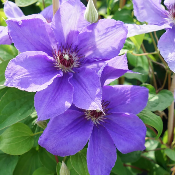 Clematis grandes fleurs 'Lord Nevill'