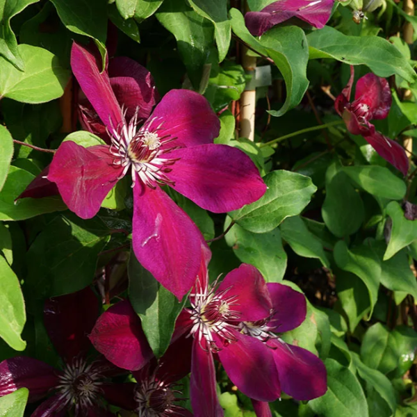 clematis-remontante-westerplette