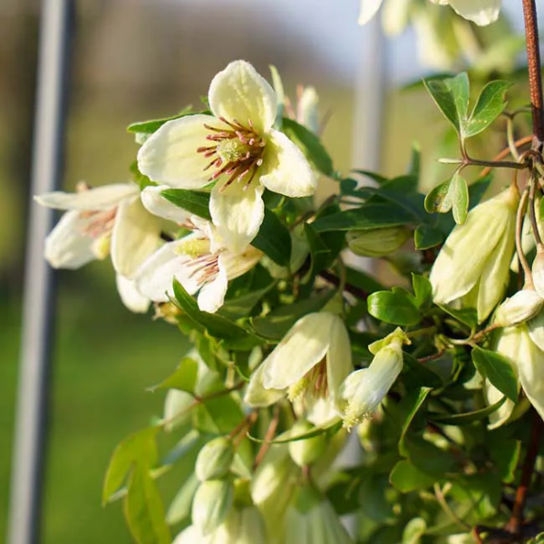 clematis-christmas-surprise