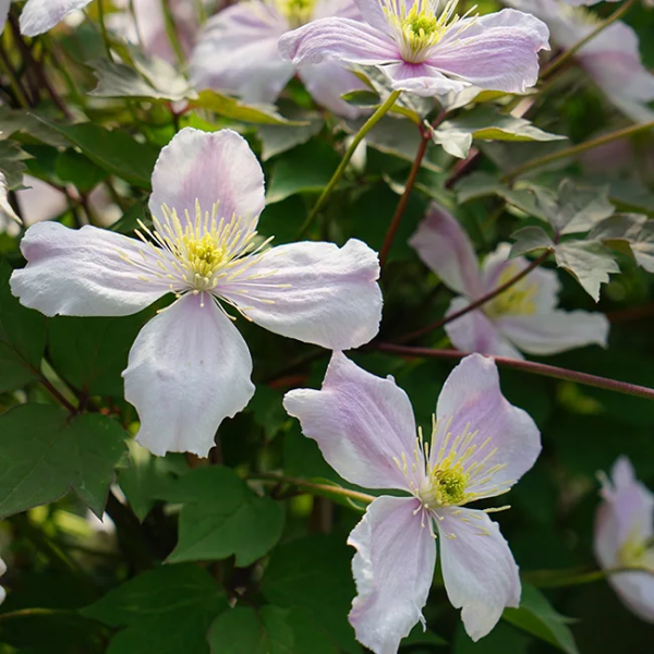 clematis-rose-giant-star