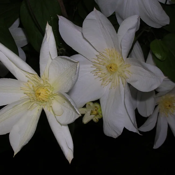 Clematis grandes fleurs Moonlight
