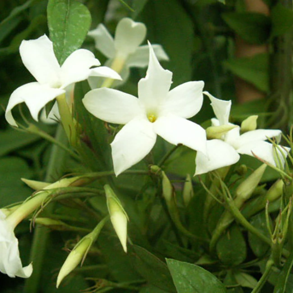 Jasminum-blanc-officinale