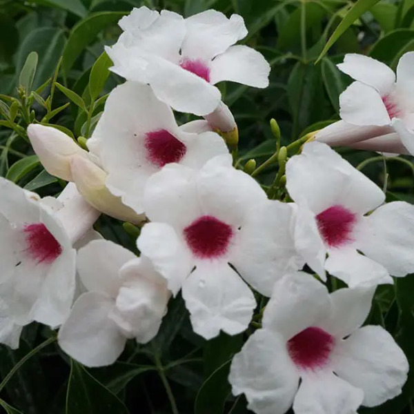pandorea-jasminoides-blanc
