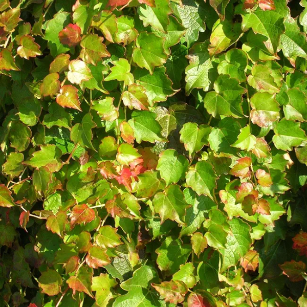 parthenocissus-minutifolia