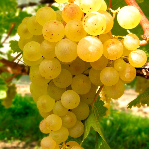 vitis-vinifera-madeleine-royale